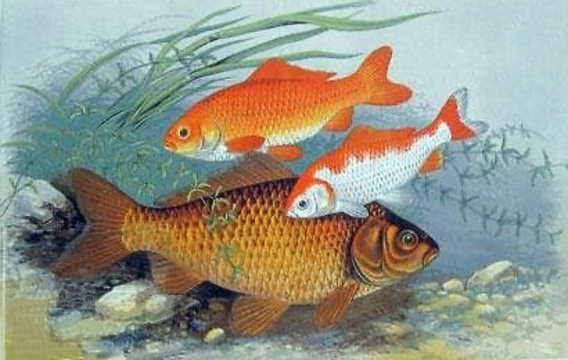 Carassius auratus from British Fresh-Water Fishes by Rev. William Houghton 1879