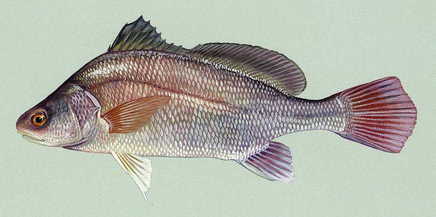 Aplodinotus grunniens, courtesy of Duane Raver and the U.S. Fish and Wildlife Service. 
