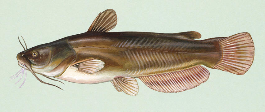 Ameiurus natalis, courtesy of Duane Raver and the U.S. Fish and Wildlife Service.