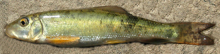 Catostomus commersonii young, Chelsea Creek at National Capital Commission offices, 10 June 2004. Photo: Brian W. Coad.
