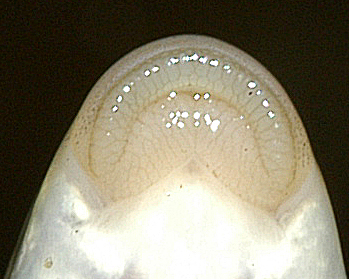 Catostomus commersonii lips, Chelsea Creek at National Capital Commission offices, 10 June 2004. Photo: Brian W. Coad.