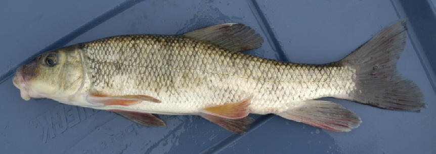 Catostomus commersonii, 310 mm total length, South Nation River near Crysler, 12 August 2005. Photo: Brian W. Coad.