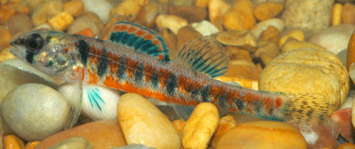 Etheostoma exile, pond at Natural History Building, Canadian Museum of Nature, Gatineau, 30 July 2004. Photo: Brian W. Coad.