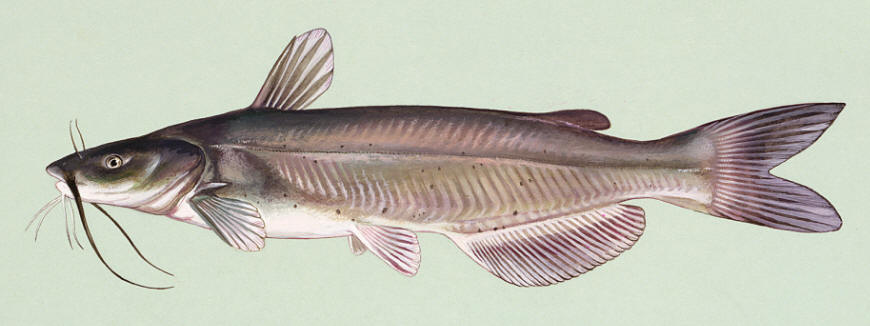 Ictalurus punctatus, courtesy of Duane Raver and the U.S. Fish and Wildlife Service.