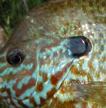 Lepomis gibbosus, no red spot, Pointe Pelerin, Lac Lapeche, 18 June 2003. Photo: Brian W. Coad.