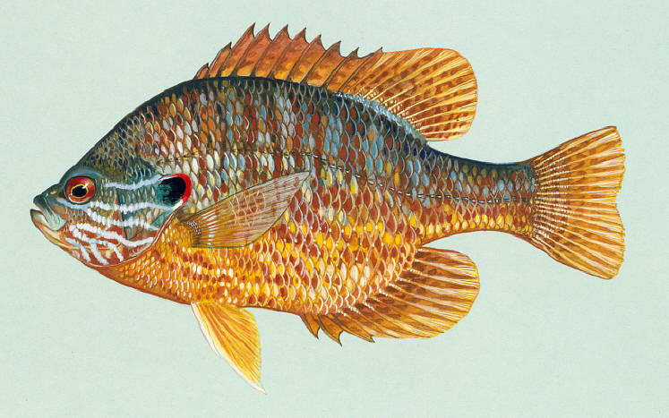 Lepomis gibbosus, courtesy of Duane Raver and the U.S. Fish and Wildlife Service.