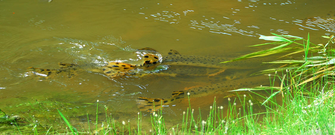 spawning gar in Quyon River at lower bridge, 13 June 2008