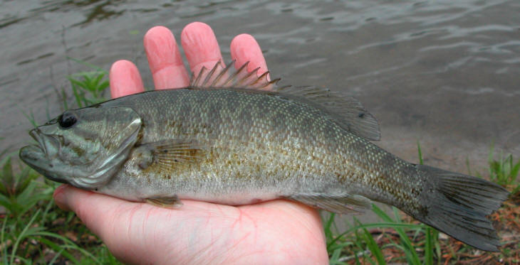 Micropterus dolomieu, southwestern shore, Meech Lake, 13 June 2003. Photo: Brian W. Coad.