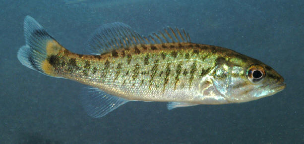 Micropterus dolomieu young, pond at Natural History Building, Canadian Museum of Nature, Gatineau, 30 July 2004. Photo: Brian W. Coad.