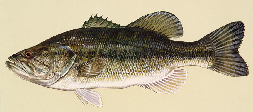 Micropterus salmoides, courtesy of Duane Raver and the U.S. Fish and Wildlife Service. 