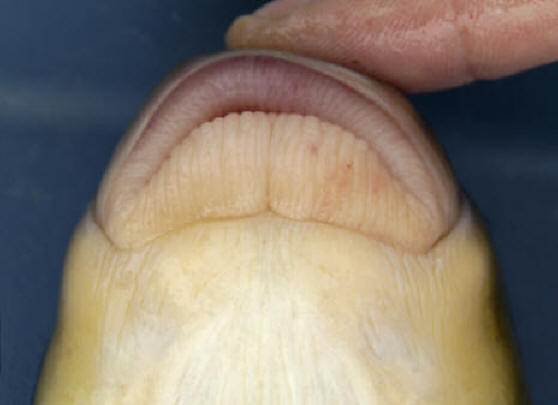 Moxostoma valenciennesi mouth, 501 mm total length, South Nation River near Crysler, 12 August 2005. Photo: Brian W. Coad.