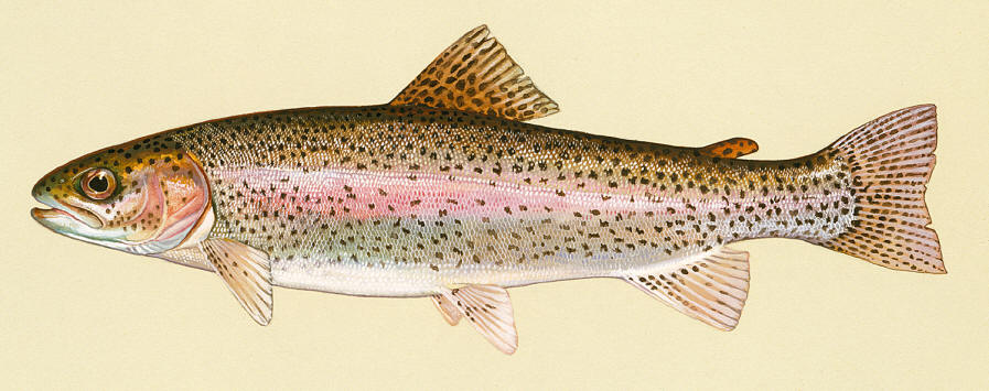Oncorhynchus mykiss, courtesy of Duane Raver and the U.S. Fish and Wildlife Service.