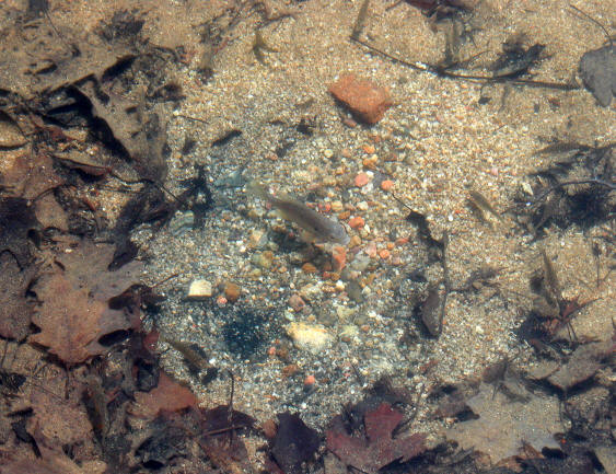 Lepomis gibbosus, spawning at northwest end of Pink Lake,10 June 2003. Photo: Brian W. Coad.