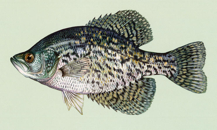 Pomoxis nigromaculatus, courtesy of Duane Raver and the U.S. Fish and Wildlife Service. 
