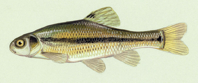 Pimephales promelas, courtesy of Duane Raver and the U.S. Fish and Wildlife Service.