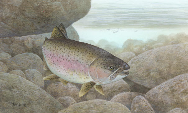 Oncorhynchus mykiss, U.S. Fish and Wildlife Service.