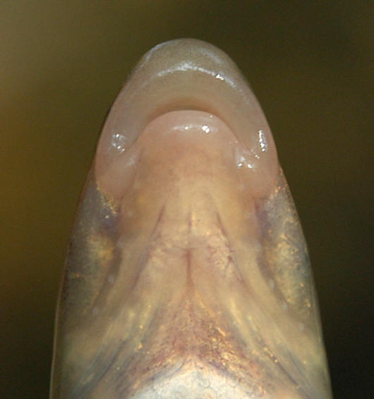 Rhinichthys cataractae mouth, 9.2 cm TL, Meech Creek at Cowden Road, 18 August 2004. Photo: Brian W. Coad.