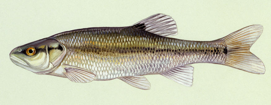 Semotilus atromaculatus, courtesy of Duane Raver and the U.S. Fish and Wildlife Service.