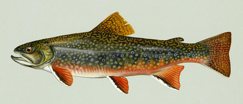 Salvelinus fontinalis, courtesy of Duane Raver and the U.S. Fish and Wildlife Service.