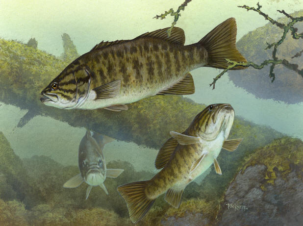 Micropterus dolomieu, U.S. Fish and Wildlife Service.