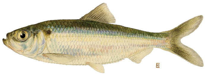 Alosa pseudoharengus, courtesy of the New York State Department of Environmental Conservation.