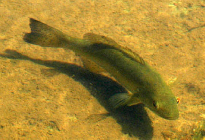 Micropterus dolomieu in shallow water, 
Pakenham Bridge, Mississippi River, 21 May 2004. Photo: Brian W. Coad.