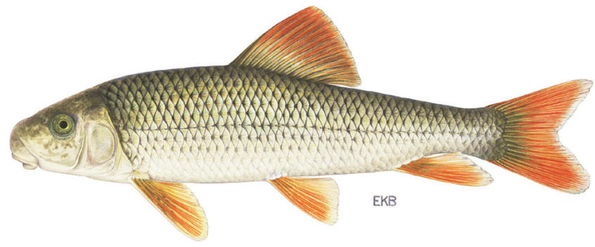 Moxostoma valenciennesi, courtesy of the New York State Department of Environmental Conservation.