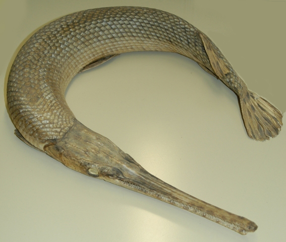 NCRPics/Lepisosteus osseus, dried specimen from Shirley's Bay, Ottawa River. 
Photo: Brian W. Coad.