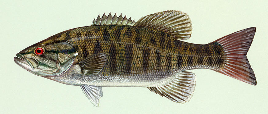 Micropterus dolomieu, courtesy of Duane Raver and the U.S. Fish and Wildlife Service.