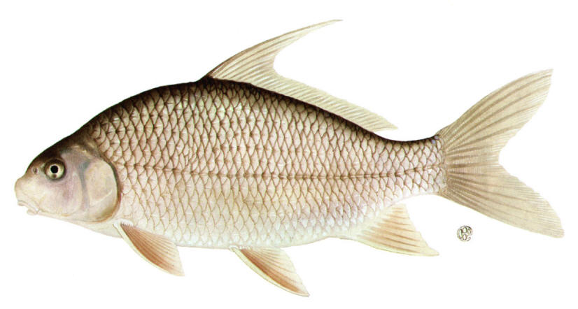 Carpiodes cyprinus, courtesy of the New York State Department of Environmental Conservation.