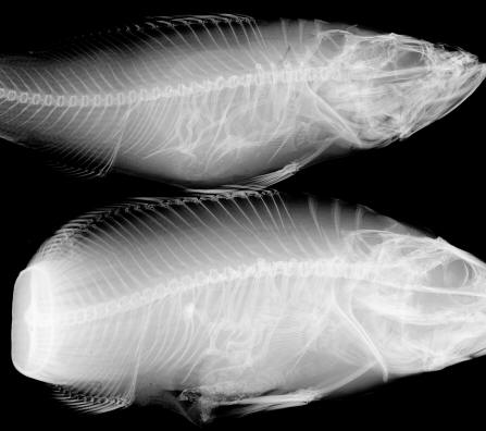 x-rays showing deformed ribs in smallmouth bass from the Rideau River