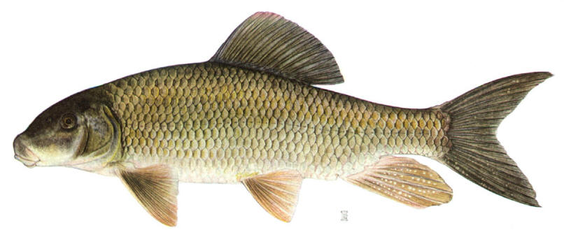 Moxostoma anisurum, courtesy of the New York State Department of Environmental Conservation.