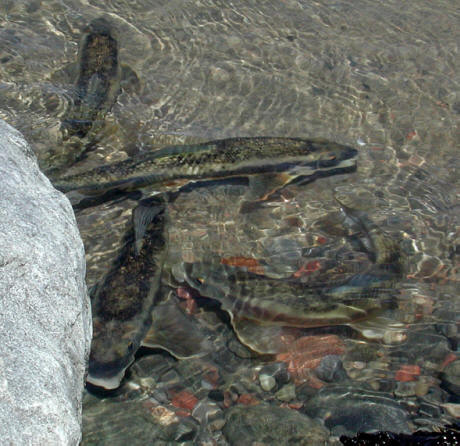 Catostomus commersonii, spawning at a quarry edge,Chemin Auguste Mondoux, Gatineau, 3 May 2001. Photo: Brian W. Coad.