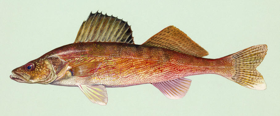Sander vitreus, courtesy of Duane Raver and the U.S. Fish and Wildlife Service. 