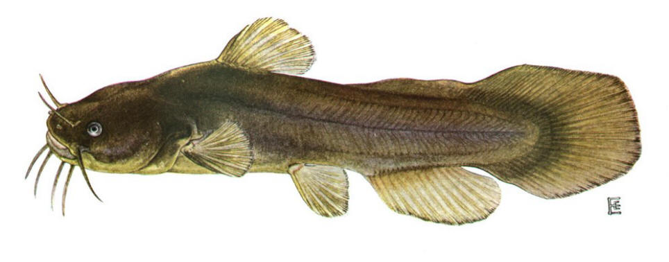 Noturus gyrinus, courtesy of the New York State Department of Environmental Conservation.