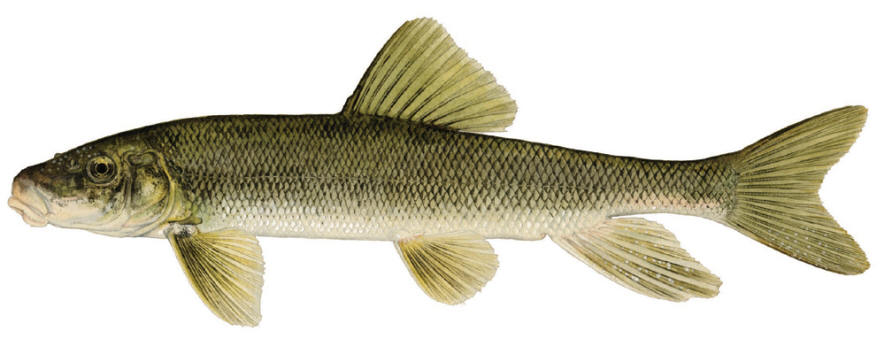 Catostomus commersonii, courtesy of the New York State Department of Environmental Conservation.