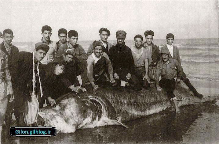 Huso huso, Iran, 1959, courtesy of Hamid Niksirat (no other data)