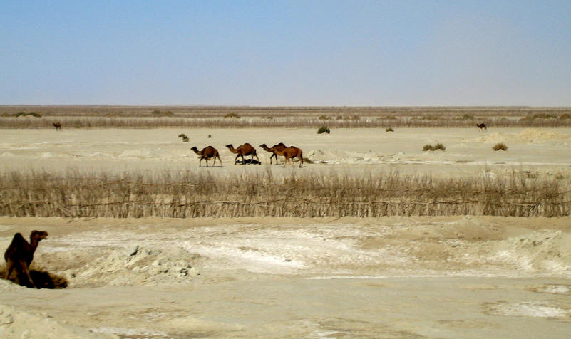 East Hamun-e Saberi near Afghan border, January 2005, courtesy of Ellis Penning