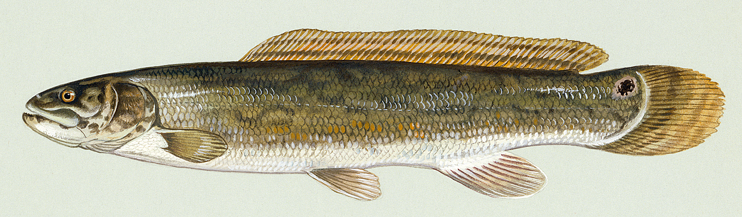 The baitfish primer