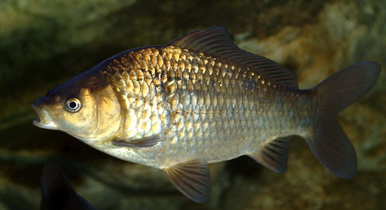 Carassius carassius from Wikimedia Commons.