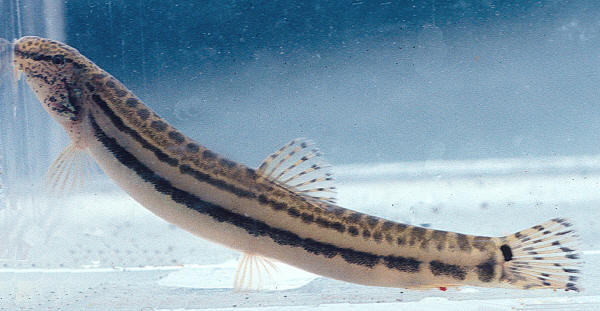 Brown Hybrid Doctor Fish Garra Rufa Fish, 4-5 Year's, Size: 2 Inch