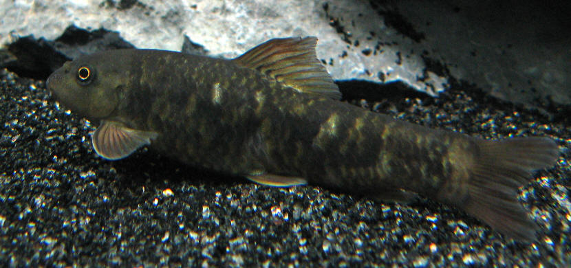 Garra rufa from Wikimedia Commons.