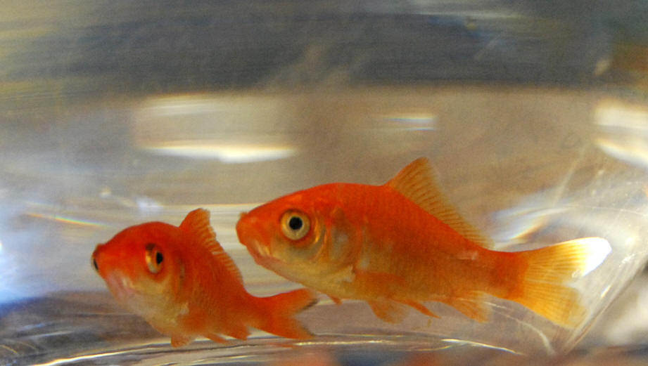 aquarium goldfish at Iranian Embassy, Ottawa, 2009. Brian w. Coad.