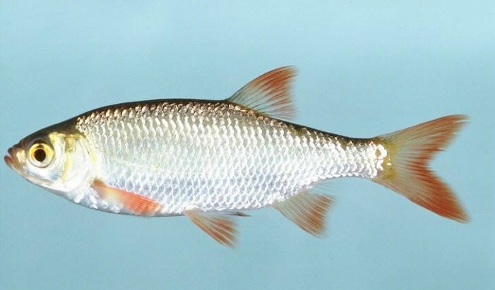 Scardinius erythrophthalmus from Wikimedia Commons.